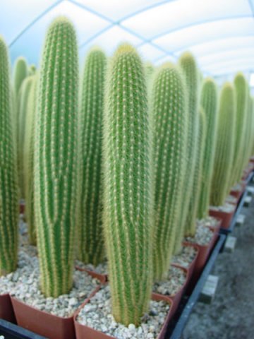 Weberbauerocereus_johnsonii